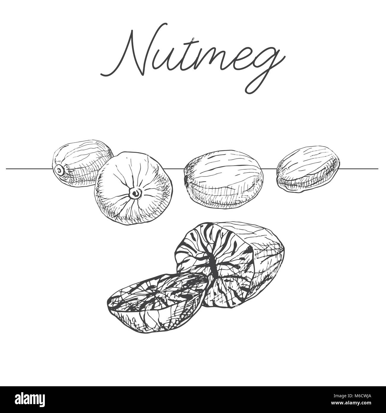 Hand drawn nutmeg isolated on white background. Vector illustration of