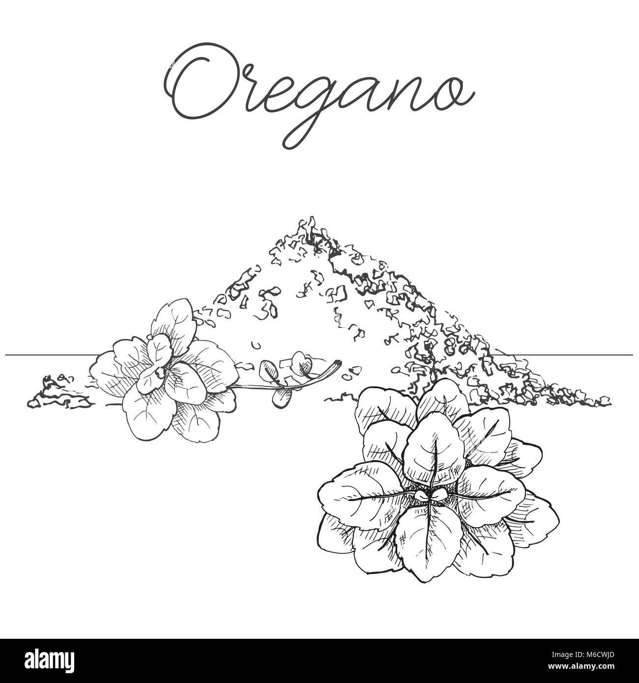 Hand drawn bunch of oregano. Fresh oregano isolated on white background. Vector illustration of a sketch style. Stock Vector