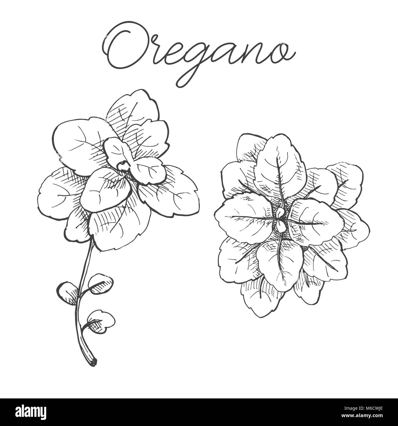 Hand drawn bunch of oregano. Fresh oregano isolated on white background. Vector illustration of a sketch style. Stock Vector
