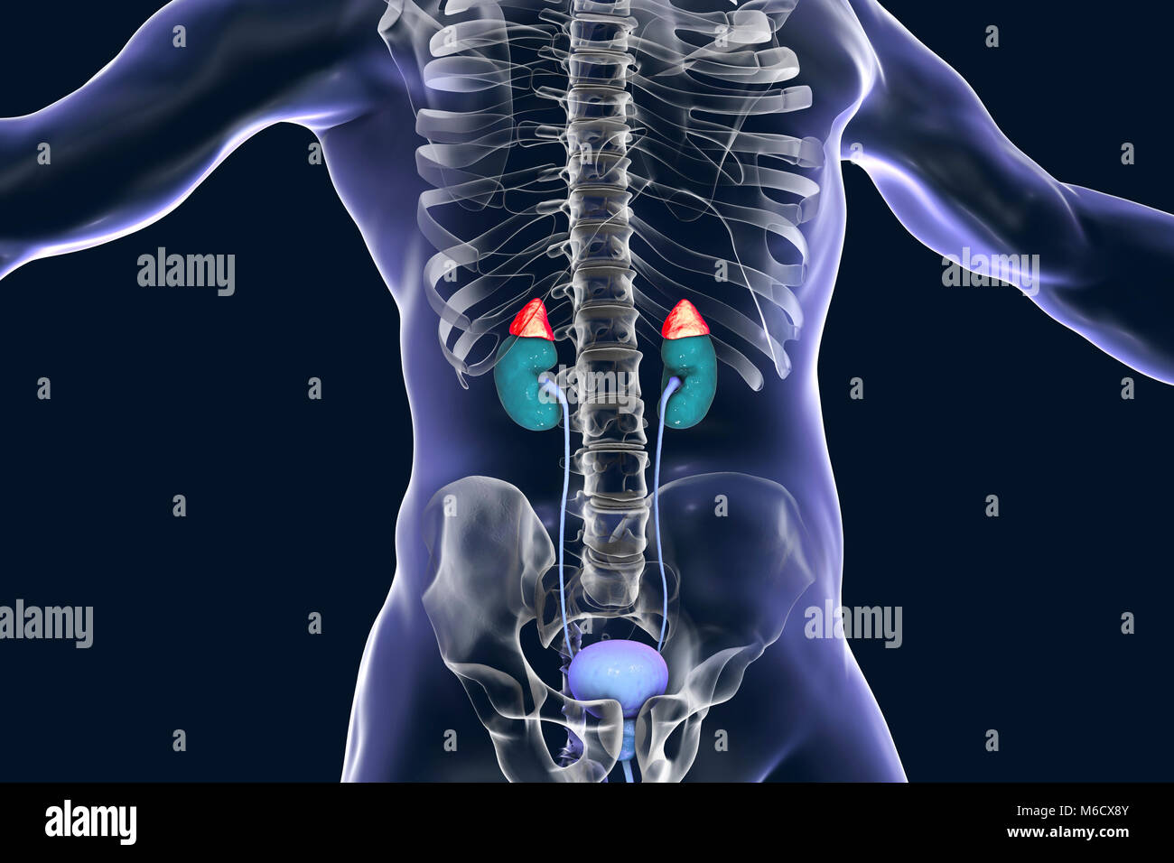 Adrenal glands.Illustration of a human figure in silhouette showing the