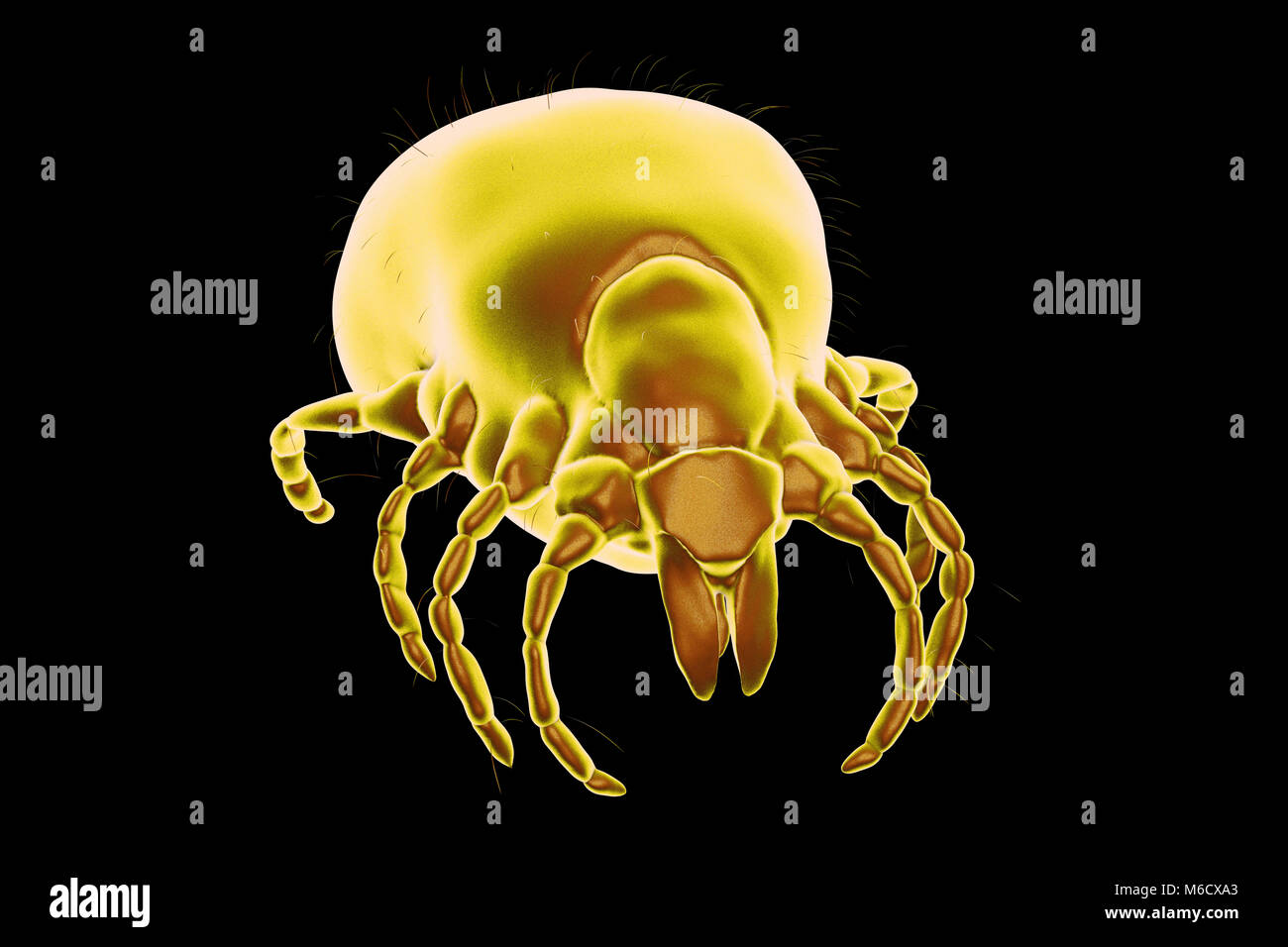 Lyme disease tick.Computer illustration of a female Ixodes ricinus tick,a blood-sucking parasite of humans and the principal vector of Lyme disease in Europe.This tick uses specialised mouthparts to pierce the host's skin and hold fast for several days while it swells with blood,increasing in weight by up to 200 times.The female feeds only three times during her life and can survive for years between meals,spending most of the time hidden in vegetation.Mating takes place just before her final meal,after which she drops to the ground and lays thousands of eggs. Stock Photo