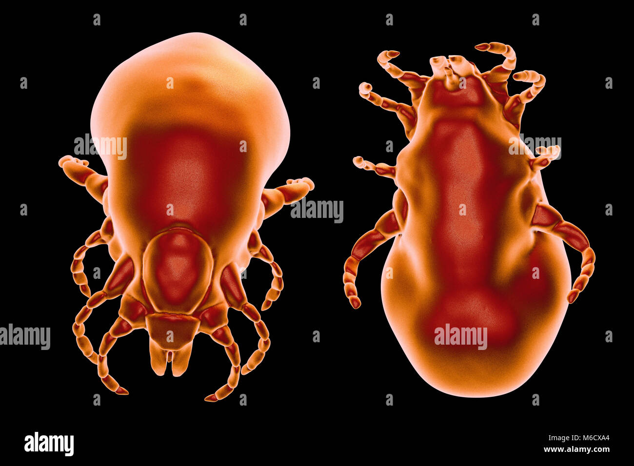 Lyme disease tick.Computer illustration of female Ixodes ricinus tick,a blood-sucking parasite of humans and the principal vector of Lyme disease in Europe.This tick uses specialised mouthparts to pierce the host's skin and hold fast for several days while it swells with blood,increasing in weight by up to 200 times.The female feeds only three times during her life and can survive for years between meals,spending most of the time hidden in vegetation.Mating takes place just before her final meal,after which she drops to the ground and lays thousands of eggs. Stock Photo