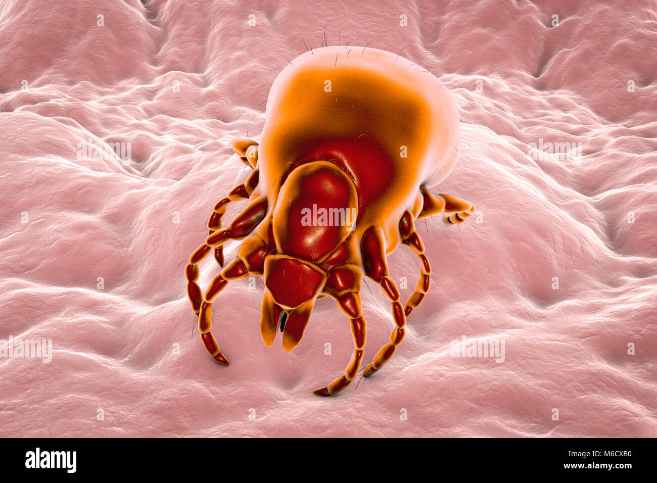 Lyme disease tick.Computer illustration of a female Ixodes ricinus tick,a blood-sucking parasite of humans and the principal vector of Lyme disease in Europe.This tick uses specialised mouthparts to pierce the host's skin and hold fast for several days while it swells with blood,increasing in weight by up to 200 times.The female feeds only three times during her life and can survive for years between meals,spending most of the time hidden in vegetation.Mating takes place just before her final meal,after which she drops to the ground and lays thousands of eggs. Stock Photo