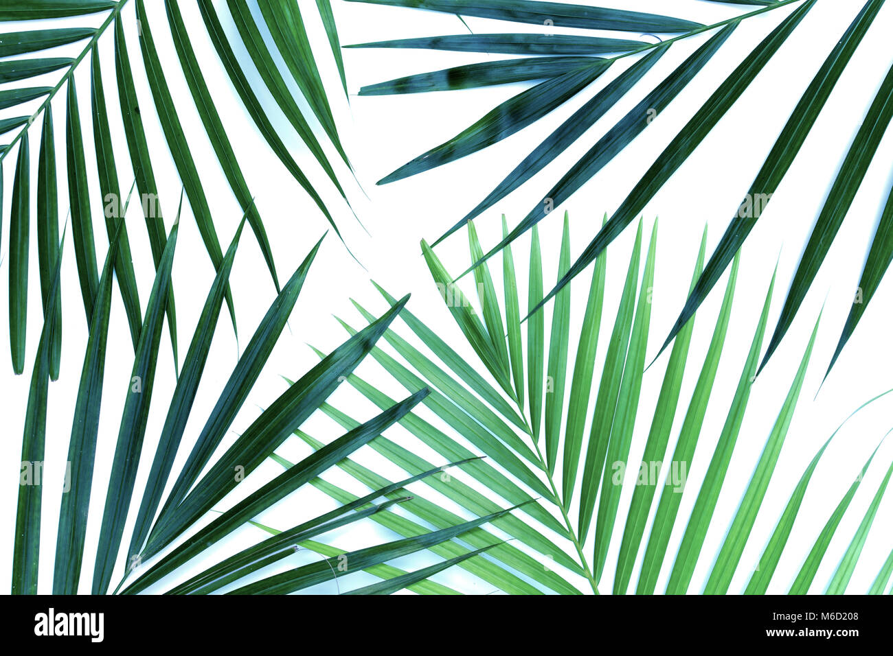 Palm leaves isolated on white background Stock Photo - Alamy