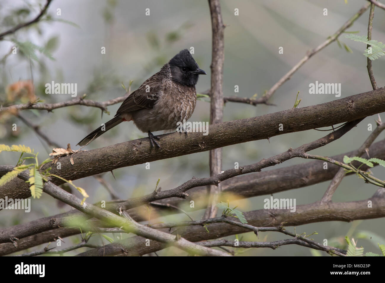 red-vented bulbul that sits on a dry branch of a tree on a cloudy winter day Stock Photo