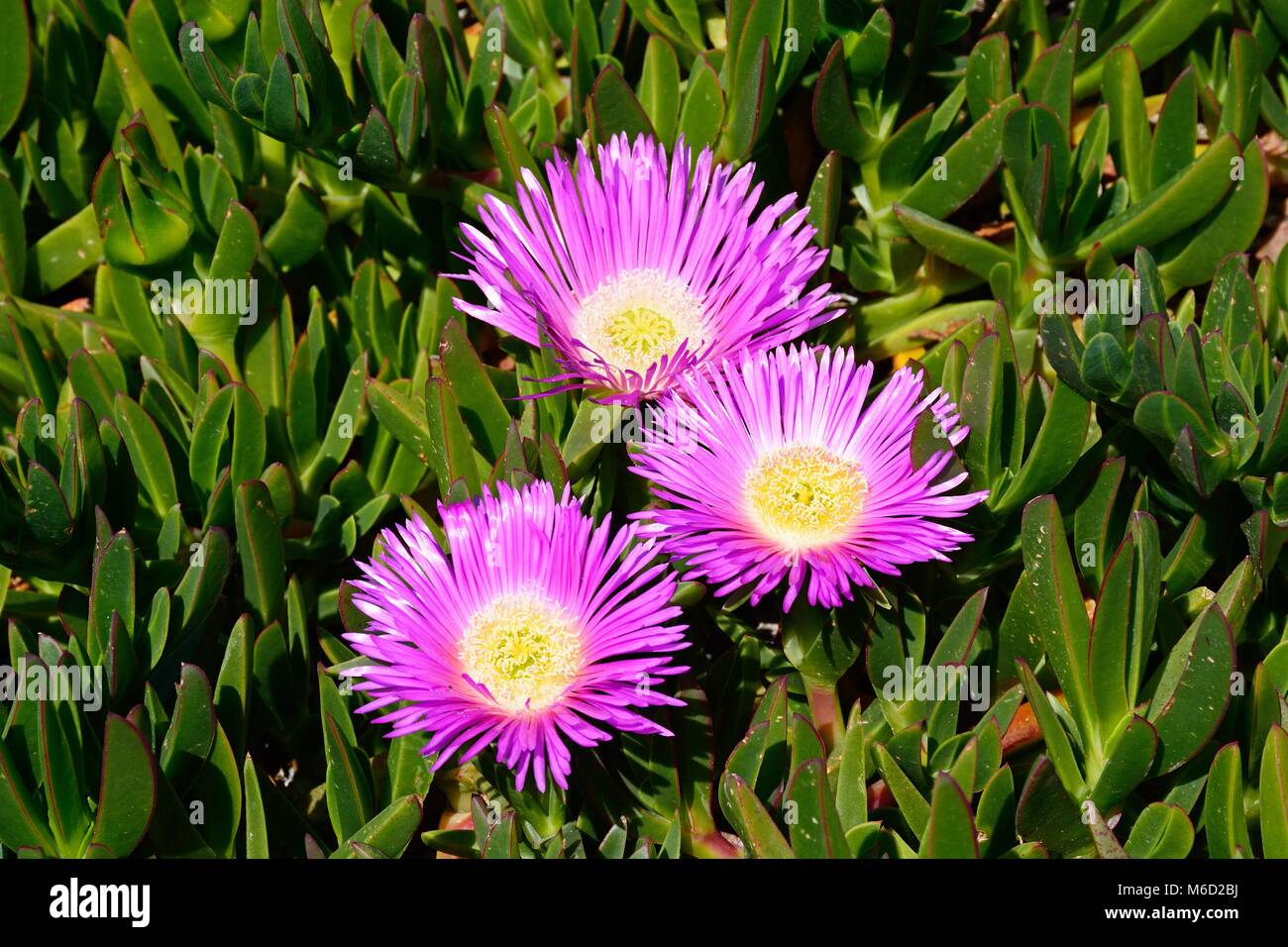 Trailing ice plants on the cliff tops, Blue Grotto, Malta, Europe. Stock Photo