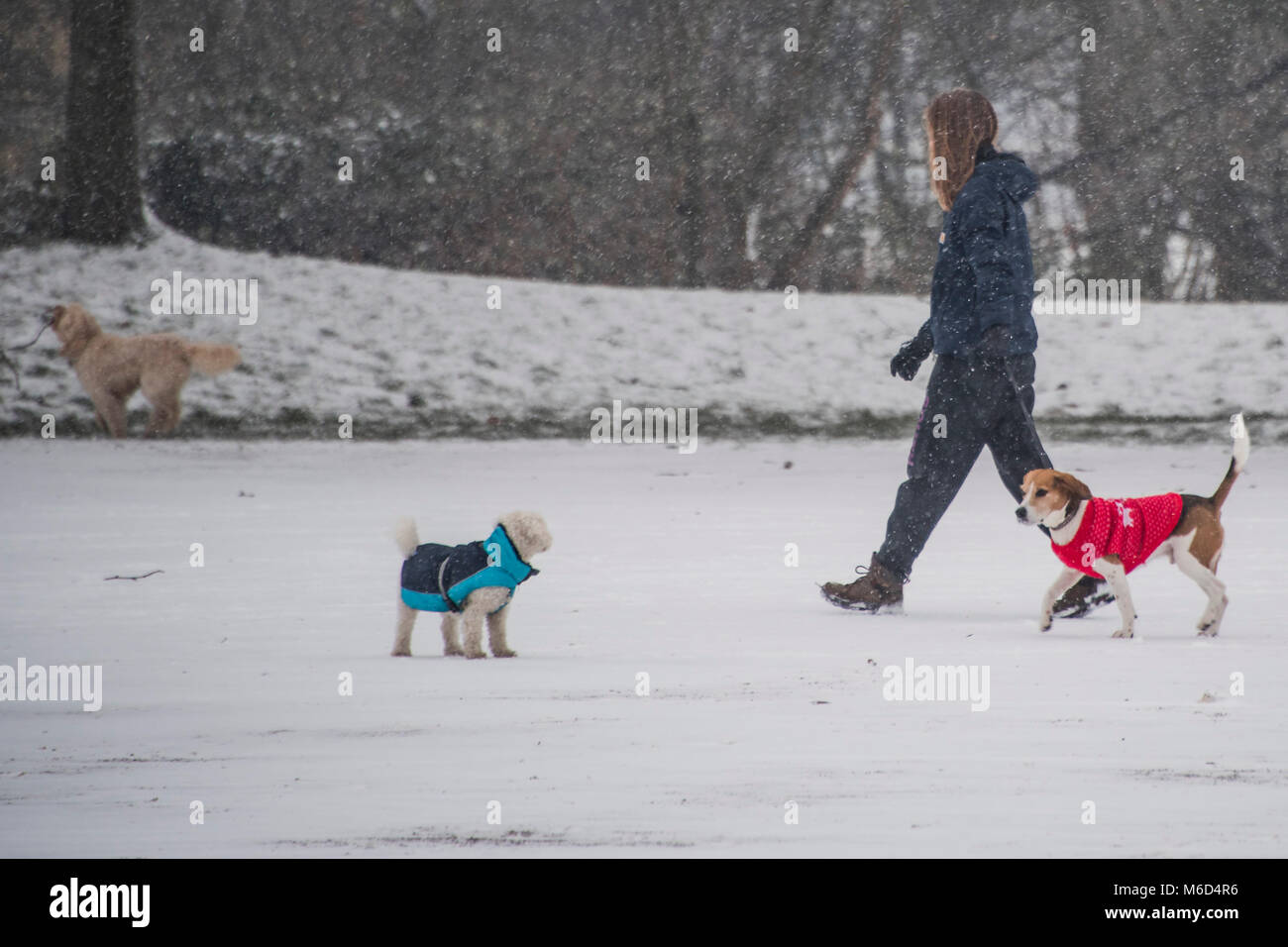 London Uk 2nd March 18 Even The Dogs Are Wrapped Up The Beast From The East Returns To Clapham With Perfect Timing For The End Of The School Day So Families London Uk 2nd March 18 Even The Dogs Are Wrapped Up The Beast From The East Returns To Clapham With Perfect Timing For The End Of The School Day So Families