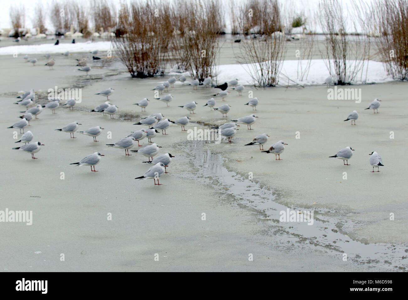 Glasgow, Scotland, UK 2nd March .UK Weather:  frozen pond knightswood park The beast from the east Red warning weather with 10 inches of snow combining with emma the pest from the west after the storm people come back out to live again. Credit: gerard ferry/Alamy Live News Stock Photo