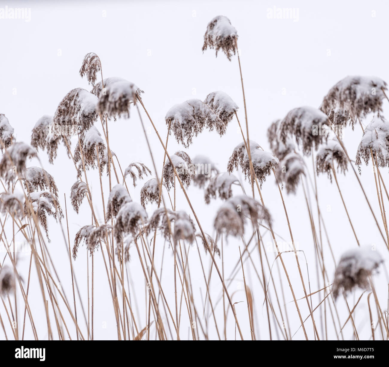 Cotswold Water Park, UK.  2nd March 2018.  Reeds dusted with snow embedded in a frozen lake, as snow storms continue to affect the country. Stock Photo