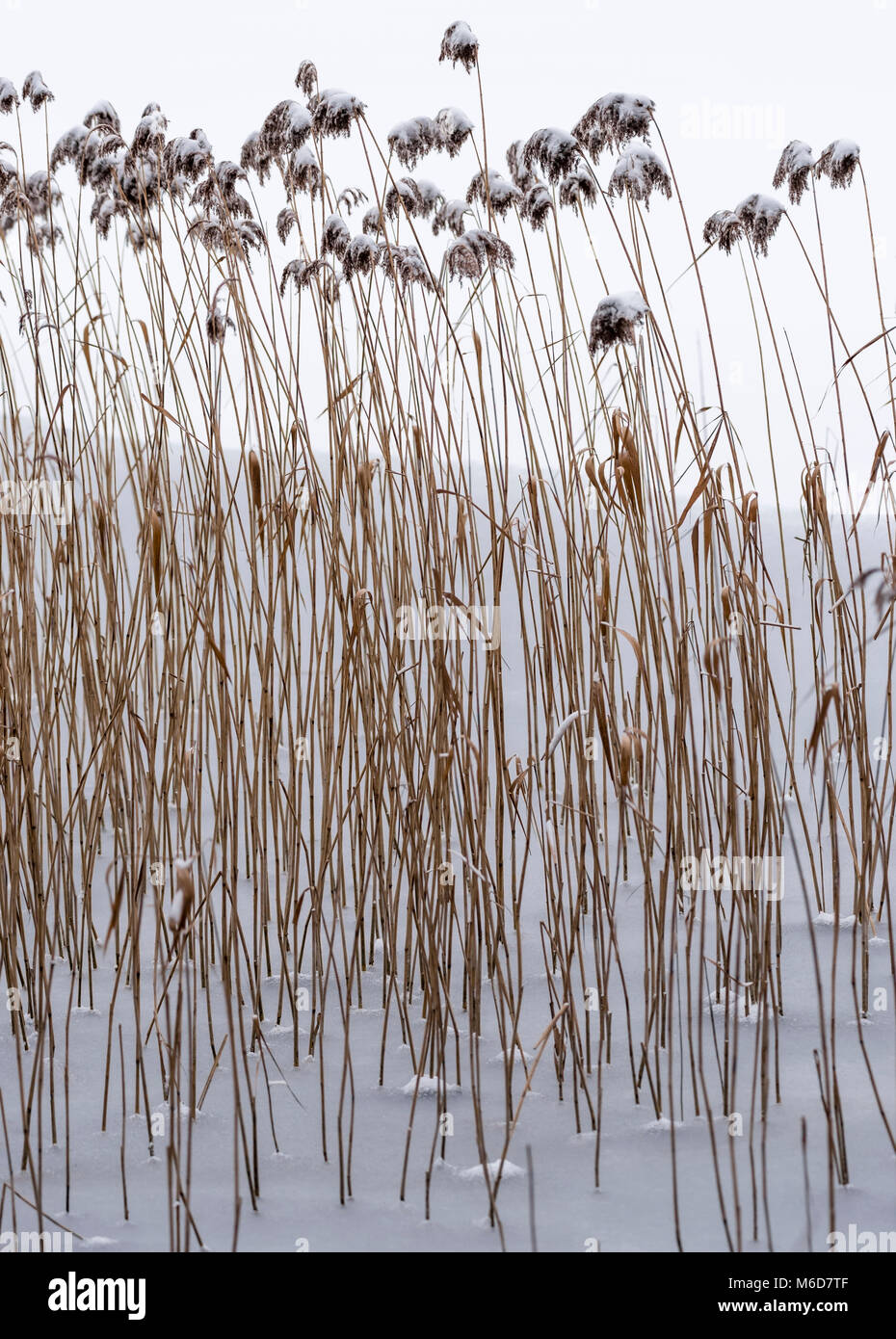 Cotswold Water Park, UK.  2nd March 2018.  Reeds dusted with snow embedded in a frozen lake, as snow storms continue to affect the country. Stock Photo