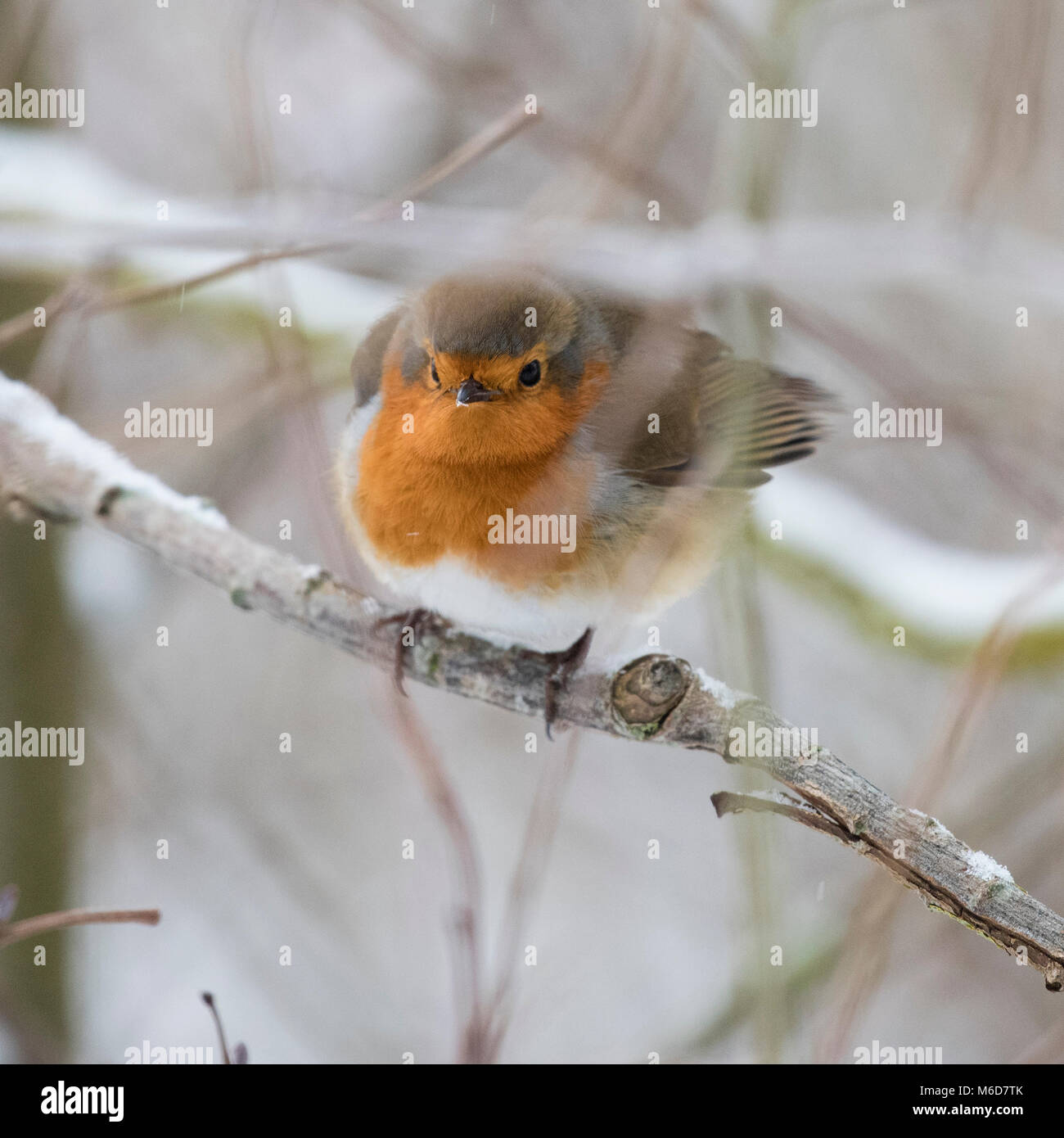 Cotswold Water Park, UK.  2nd March 2018.  A robin takes cover as snow storms continue to affect the country. Stock Photo