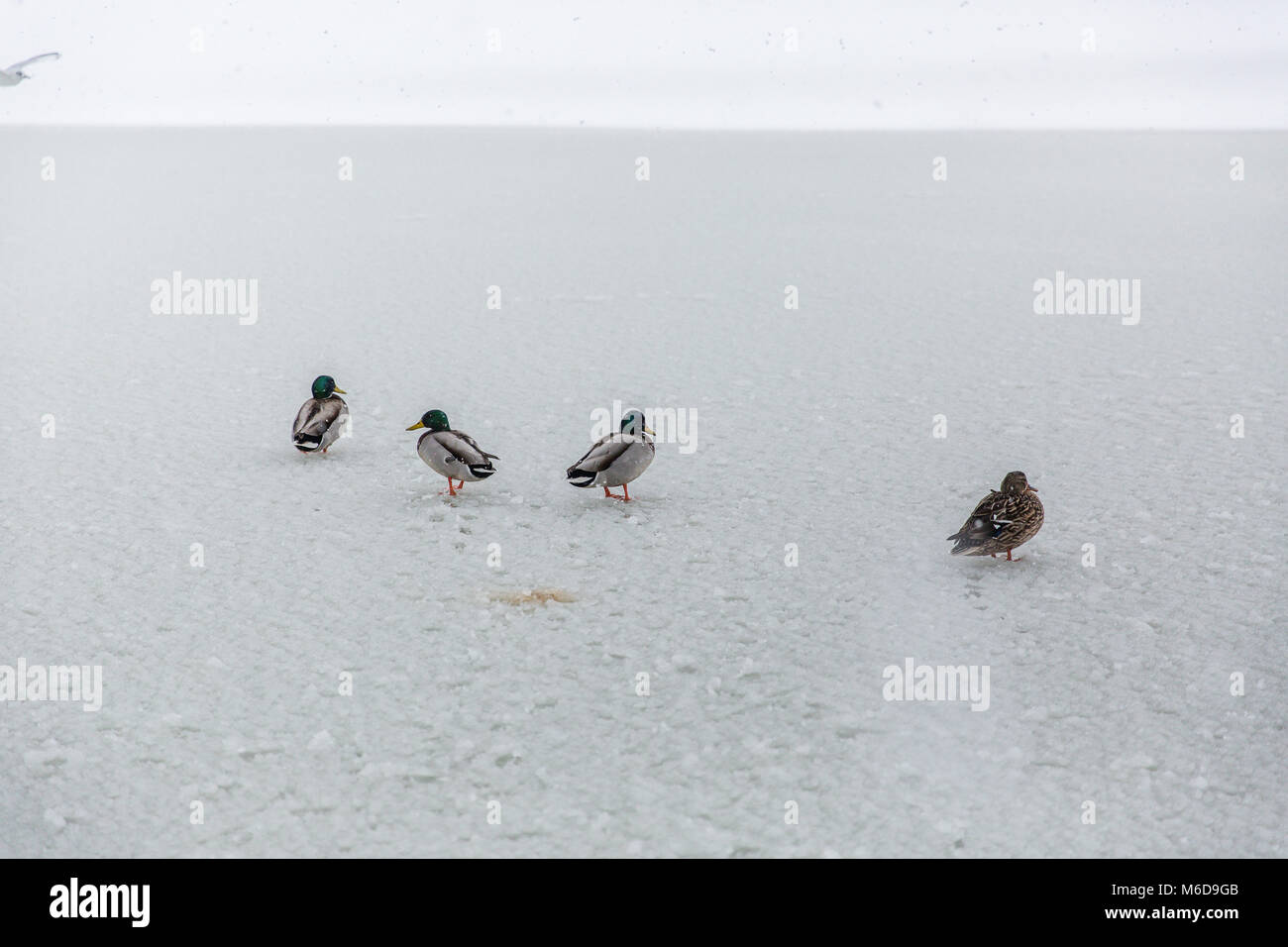 Mallard ducks on a frozen pond in Castletown Park, Celbridge, county Kildare, Ireland Stock Photo
