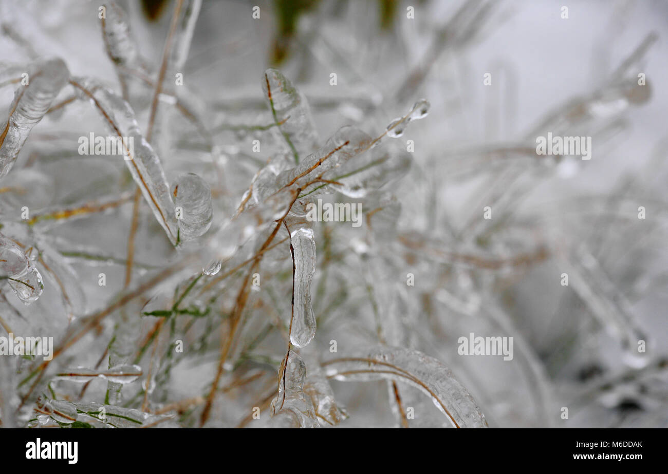 South Devon, 2nd March 2018. The clash of two storms brought unusual conditions to gardens in south Devon. Right in the middle of the red warning area, high winds and freezing rain coated plants and trees in a casing of ice creating a magical winter wonderland. Credit: Vicki Gardner/Alamy Live News Stock Photo