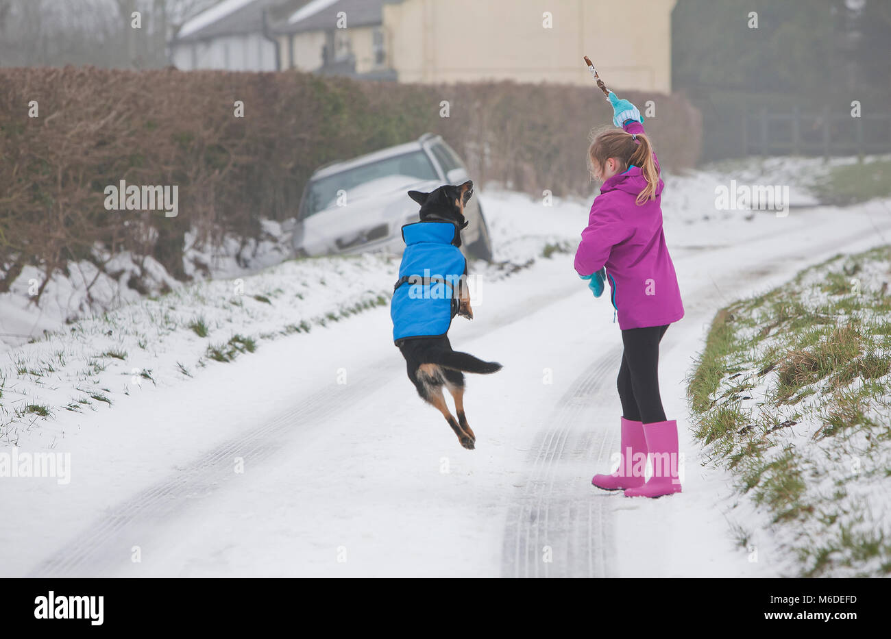 Steeple Bumpstead, Suffolk. 3rd March 2018. With fresh snowfall overnight Sophie10 and her faithful companion Poppy the Kelpie show there is still plenty of fun and madness in the snow in rural Suffolk with a game of fetch and a snowball fight, although it helps when you're dog can't fight back!! Britain is due to begin its thaw this weekend as the winds from the Beast from the Beast from the East begin to subside. 03/03/2018 Please credit  : George Impey Credit: George Impey/Alamy Live News Stock Photo