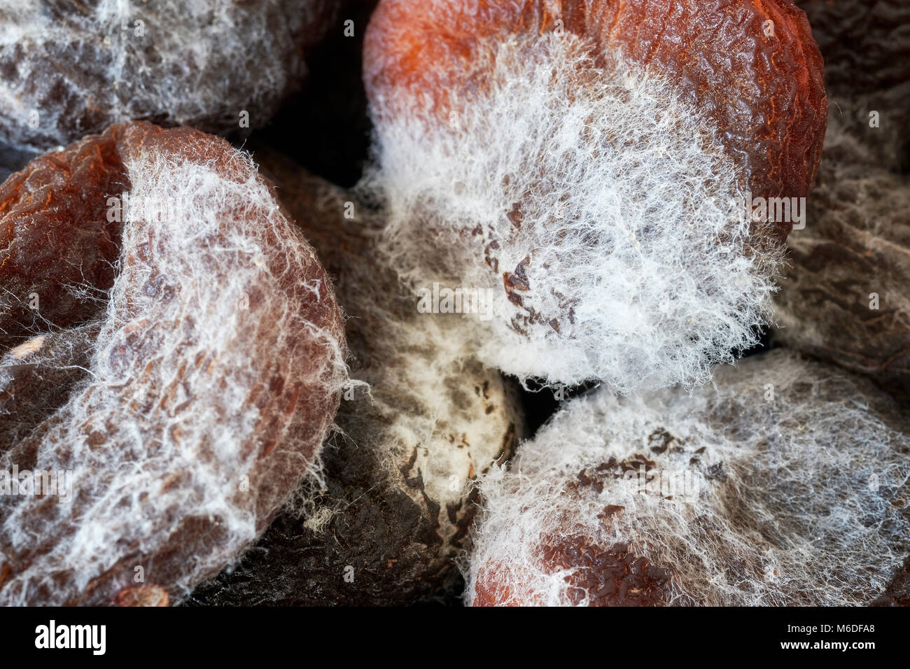Extreme close up picture of moldy dried apricots, shallow depth of
