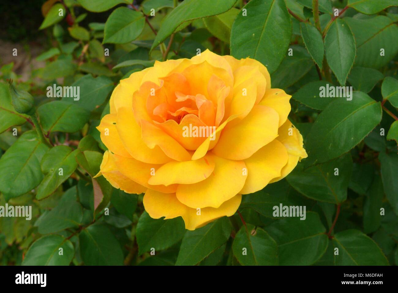 Texas rose hi-res stock photography and images - Alamy