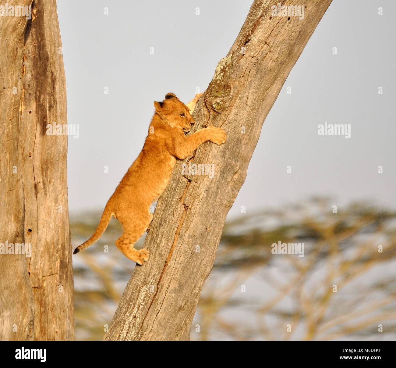 A lion cub (Panthera leo) climbing down from a tree backwards after getting stuck. Taken in the Serengeti national park, Tanzania Stock Photo