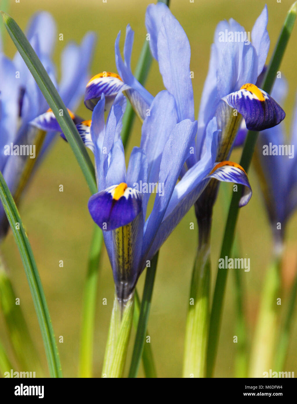 Iris reticulata 'Gordon’ Stock Photo