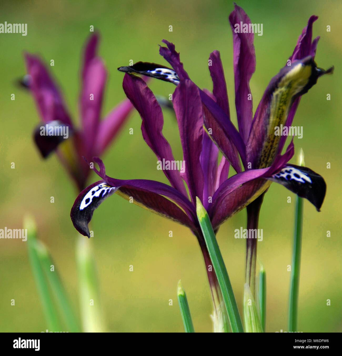 Iris reticulata ‘Purple Gem’ Stock Photo