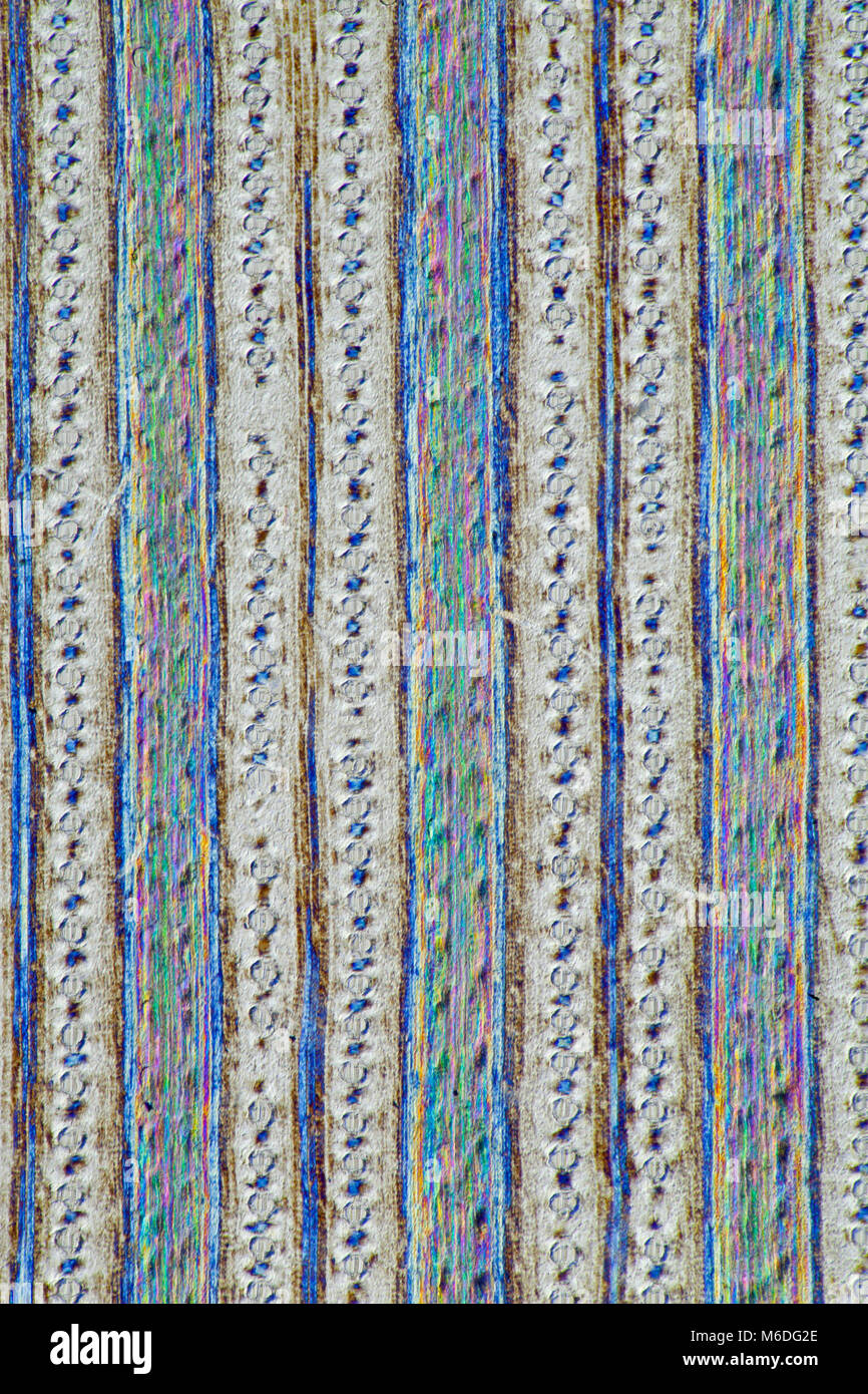 Cross polarized photomicrograph, Dutch rush Silicious cuticle LS Stock Photo