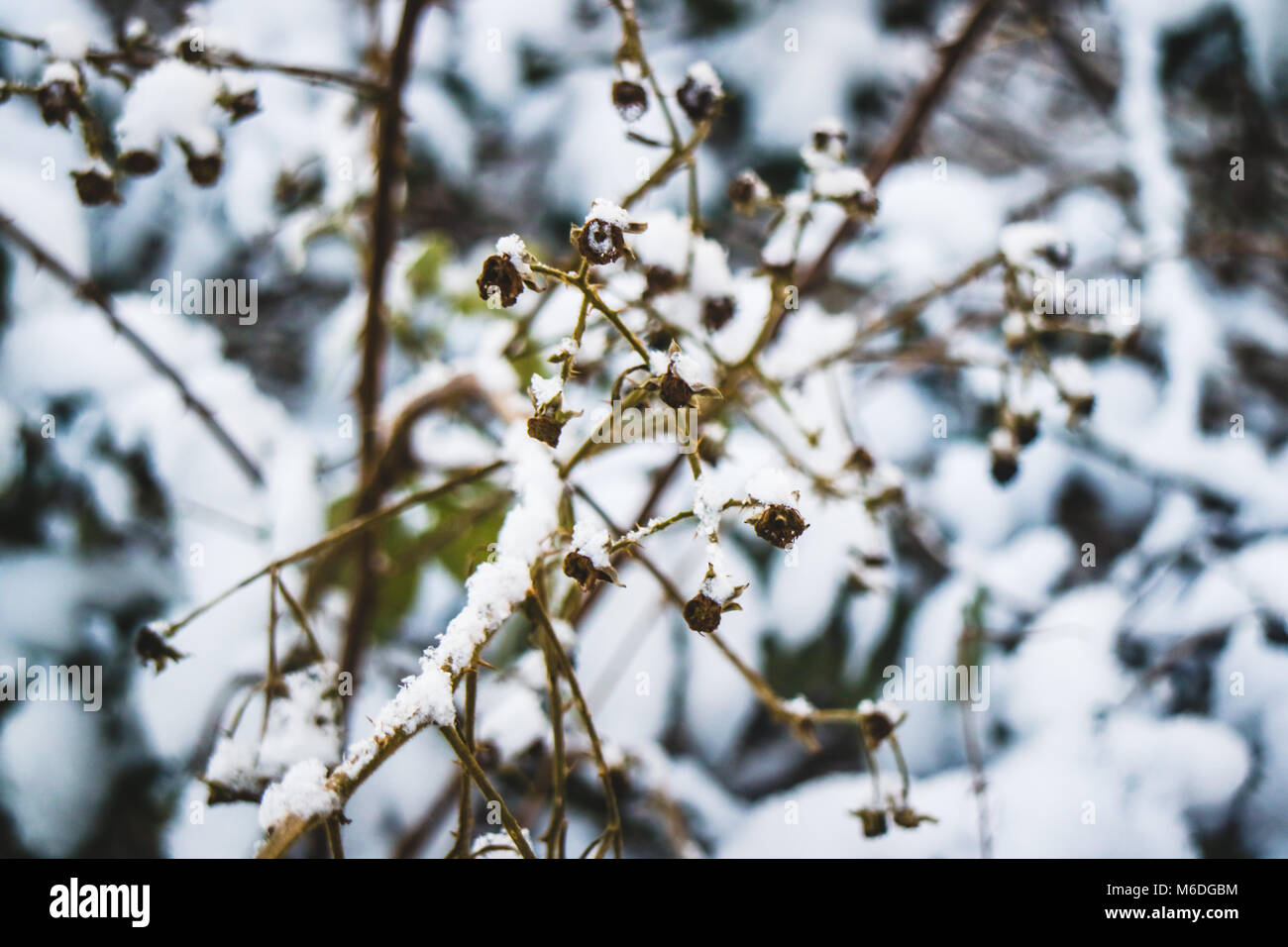 Close up of snow cover up branches and flowers with a blurry background in England. Stock Photo