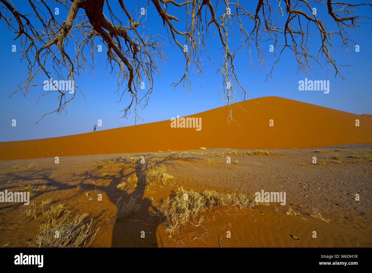 Dune 45 on Namib Naukluft National Park in the Sossusvlei area. Dune 45 ...