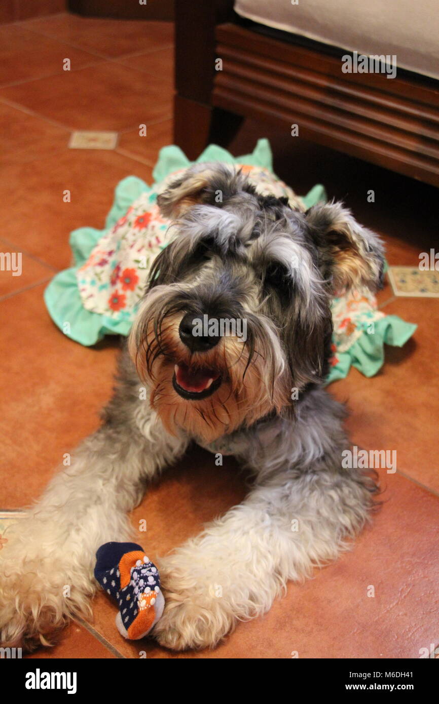 Dog Puppy Schnauzer Pattern Print Women Long Robe