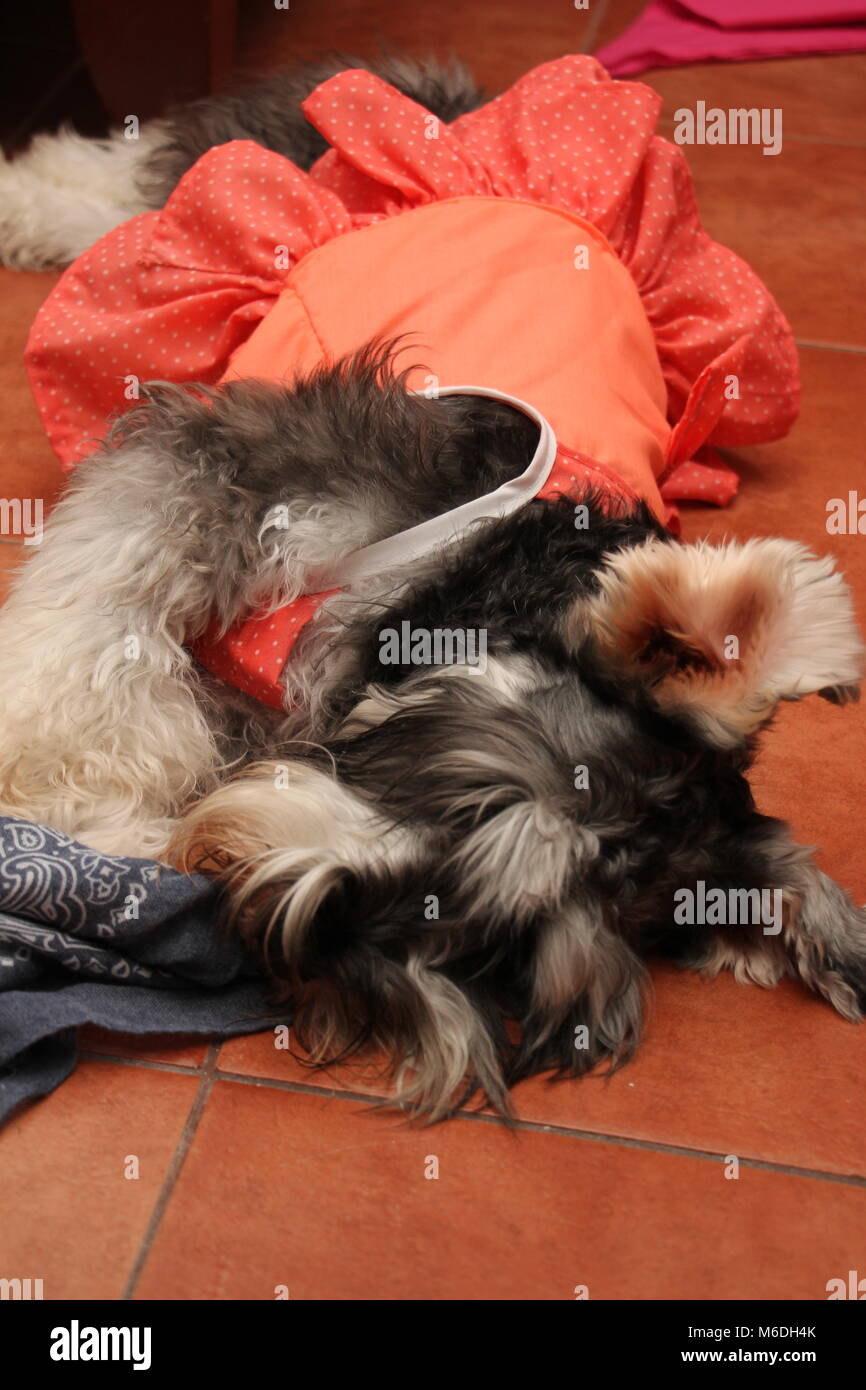 Schnauzer Dog Puppy Pattern Print Women Long Robe