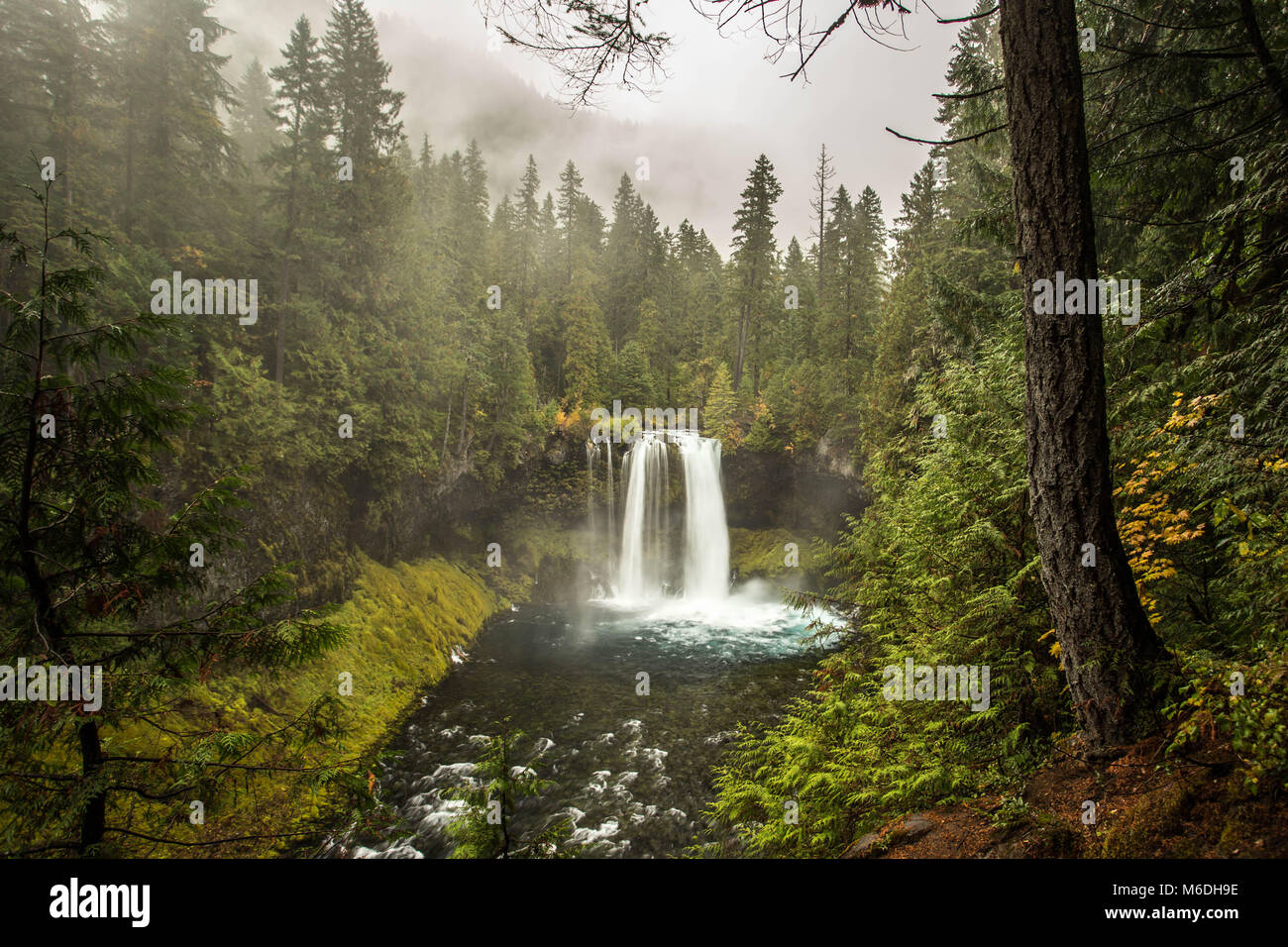 Oregon's Koosah Falls Stock Photo