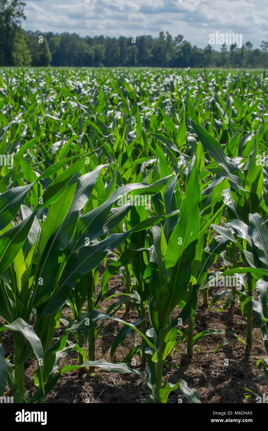 It's growing season in North Carolina. Rows and rows of corn fields