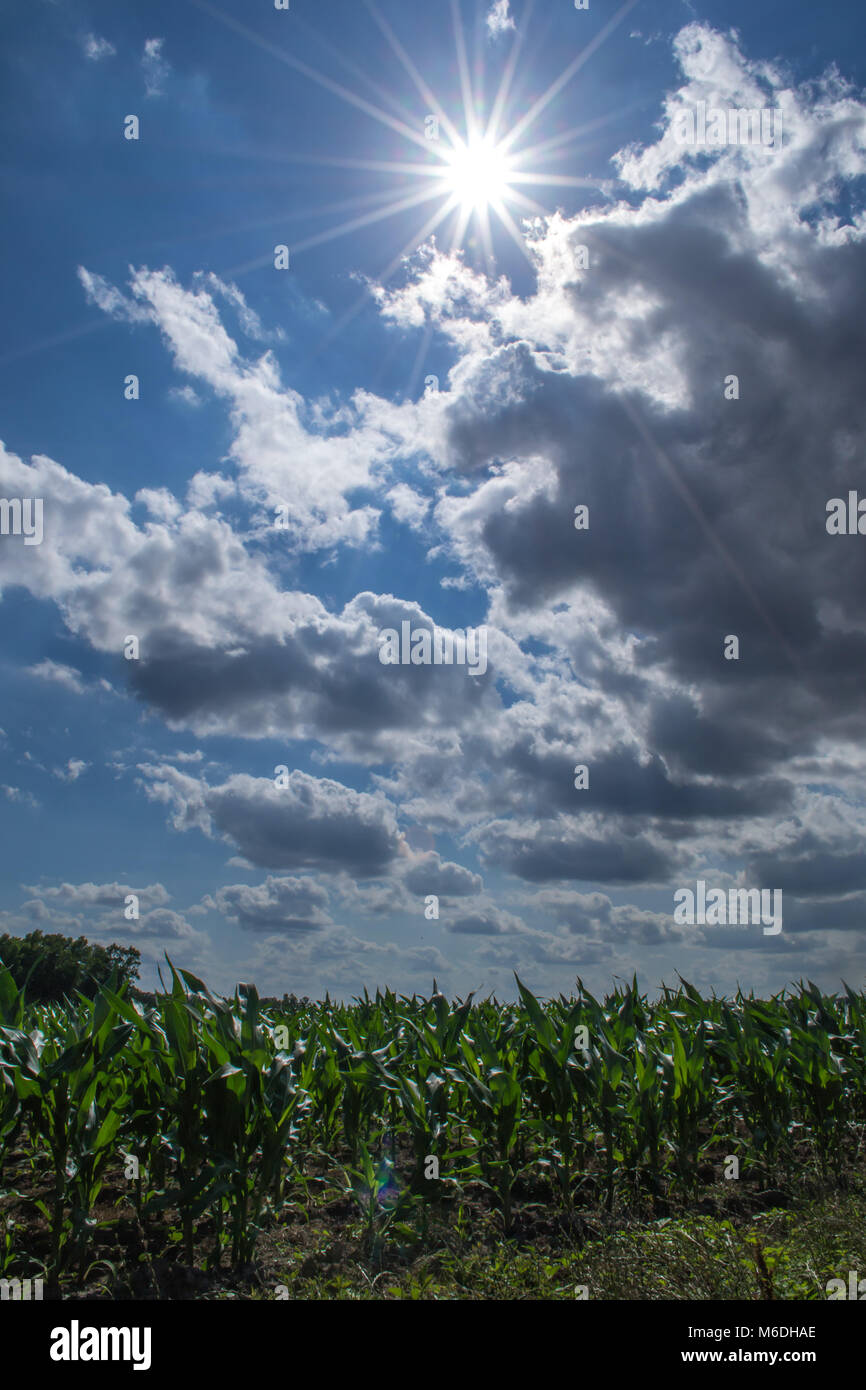 It's growing season in North Carolina. Rows and rows of corn fields