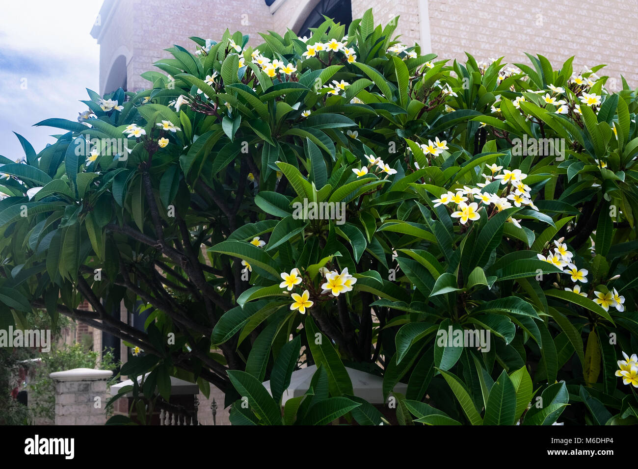Frangipani Flowers in Joondalup Perth west Australia Stock Photo Alamy
