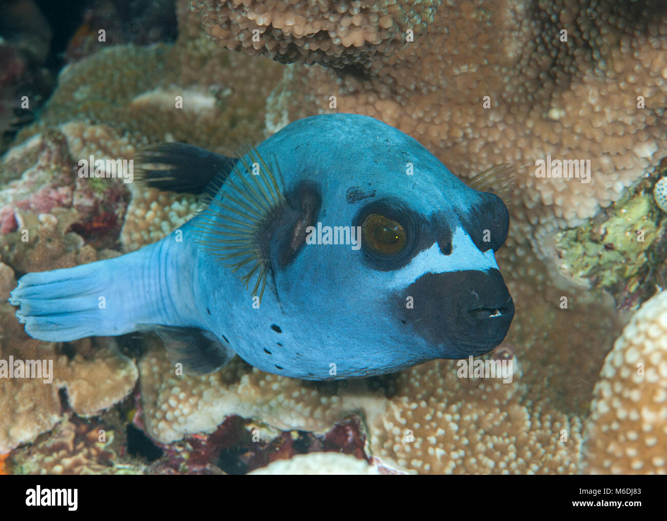 Blackspotted puffer( Arothron nigropunctatus ) swimming over coral reef of Bali, Indonesia Stock Photo