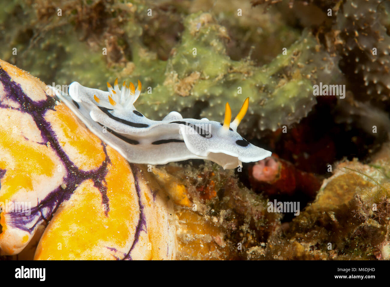 Diana's Chromodoris ( Chromodoris dianae ) nudibranch crawling on coral reef of Bali, Indonesia Stock Photo