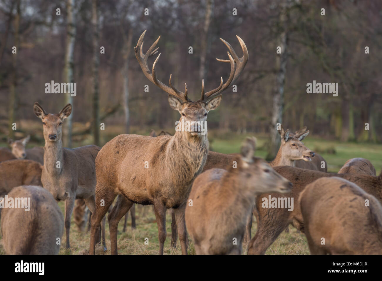 Spring Stag Stag and Deer Stock Photo - Alamy