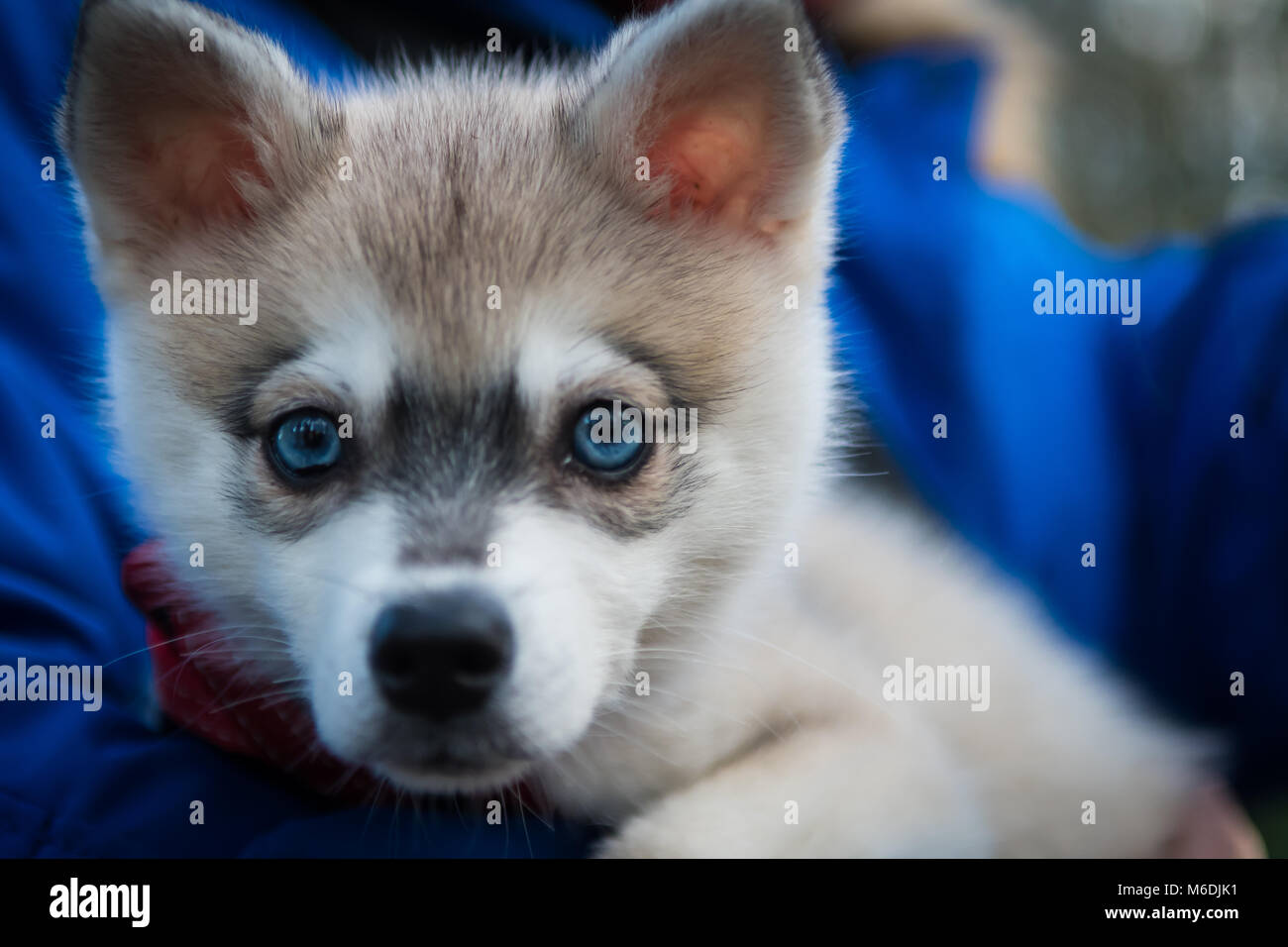 Siberian Husky and Alaskan Klee Kai  Alaskan klee kai, Alaskan klee kai  puppy, Alaskan husky