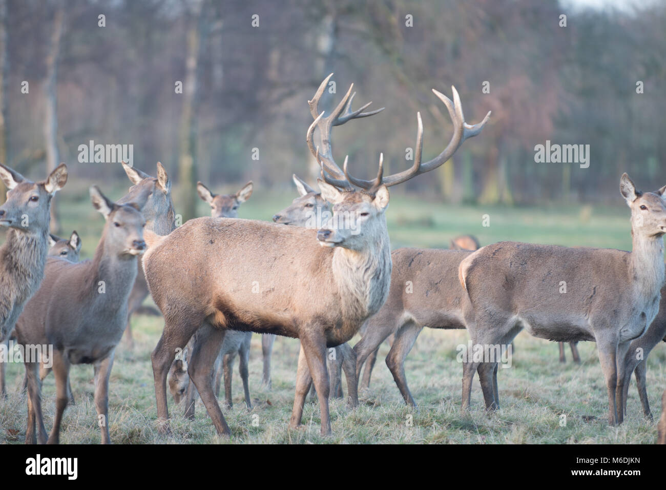 Spring Stag Stag and Deer Stock Photo - Alamy