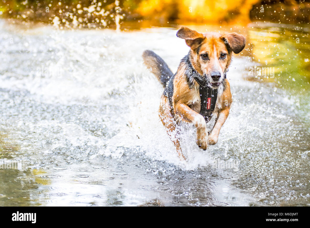 Epic dog running through water Stock Photo Alamy