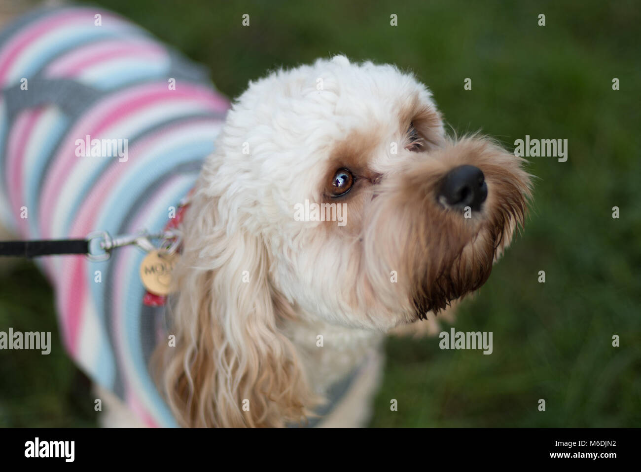 Beautiful cockerpoo hi-res stock photography and images - Alamy