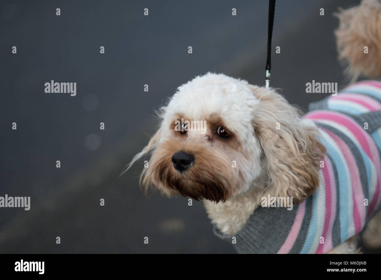 Cockerpoo High Resolution Stock Photography and Images - Alamy
