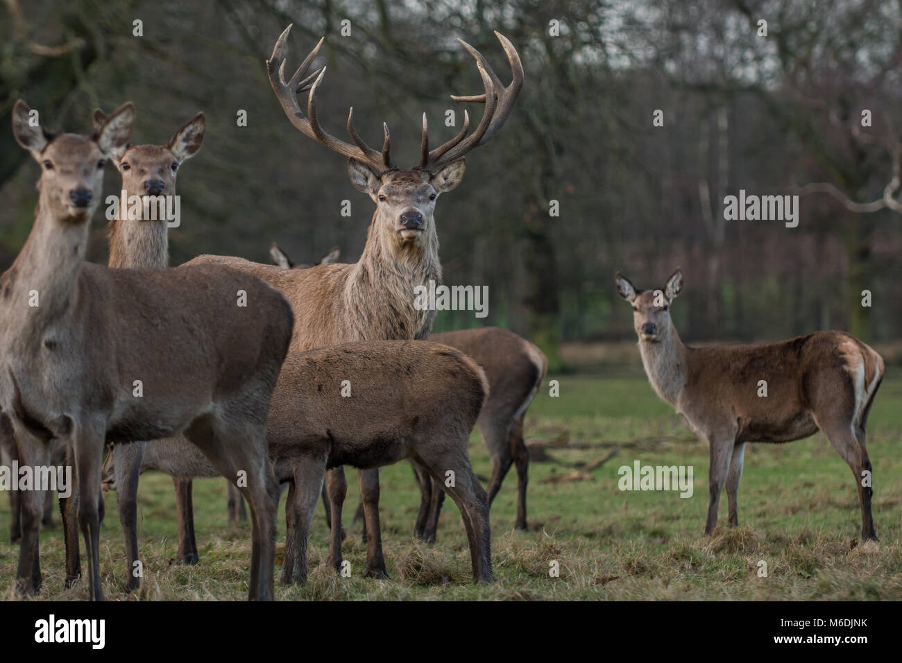 Spring Stag Stag and Deer Stock Photo - Alamy