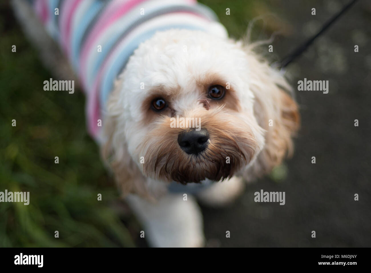 Cockerpoo High Resolution Stock Photography and Images - Alamy