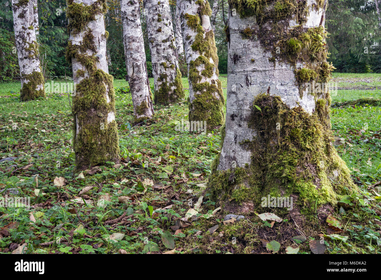 Birch trees, trunks covered with moss, at Cevallos Campsite, village of Zeballos, North Vancouver Island, British Columbia, Canada Stock Photo