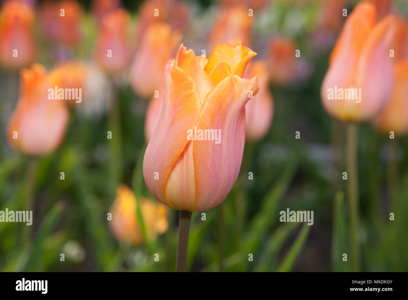 'Bestseller' Single Early Tulip, Tidig enkel tulpan (Tulipa gesneriana) Stock Photo