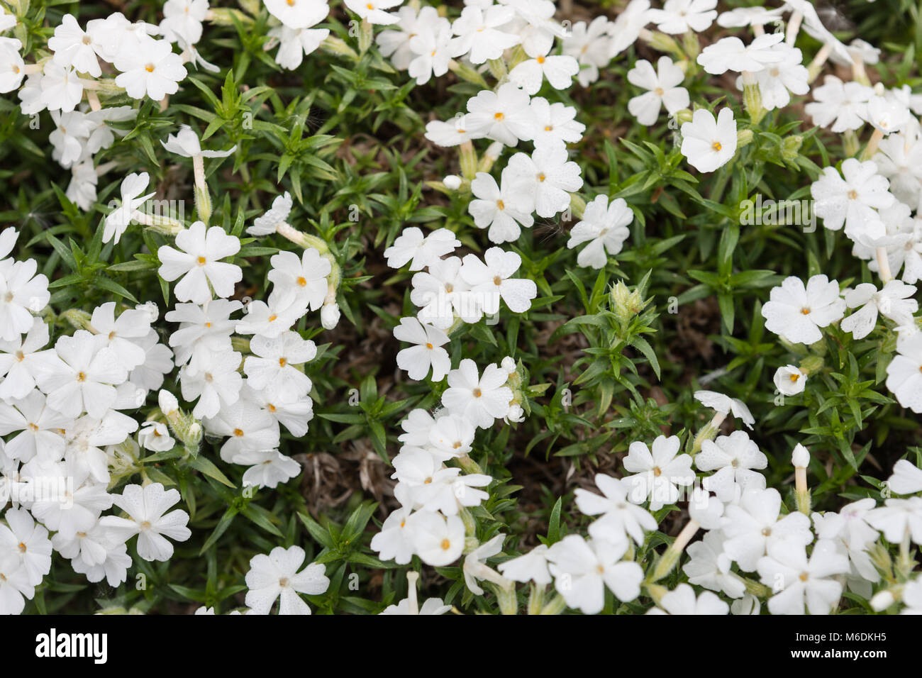 'White Delight' Creeping phlox, Mossflox (Phlox subulata) Stock Photo