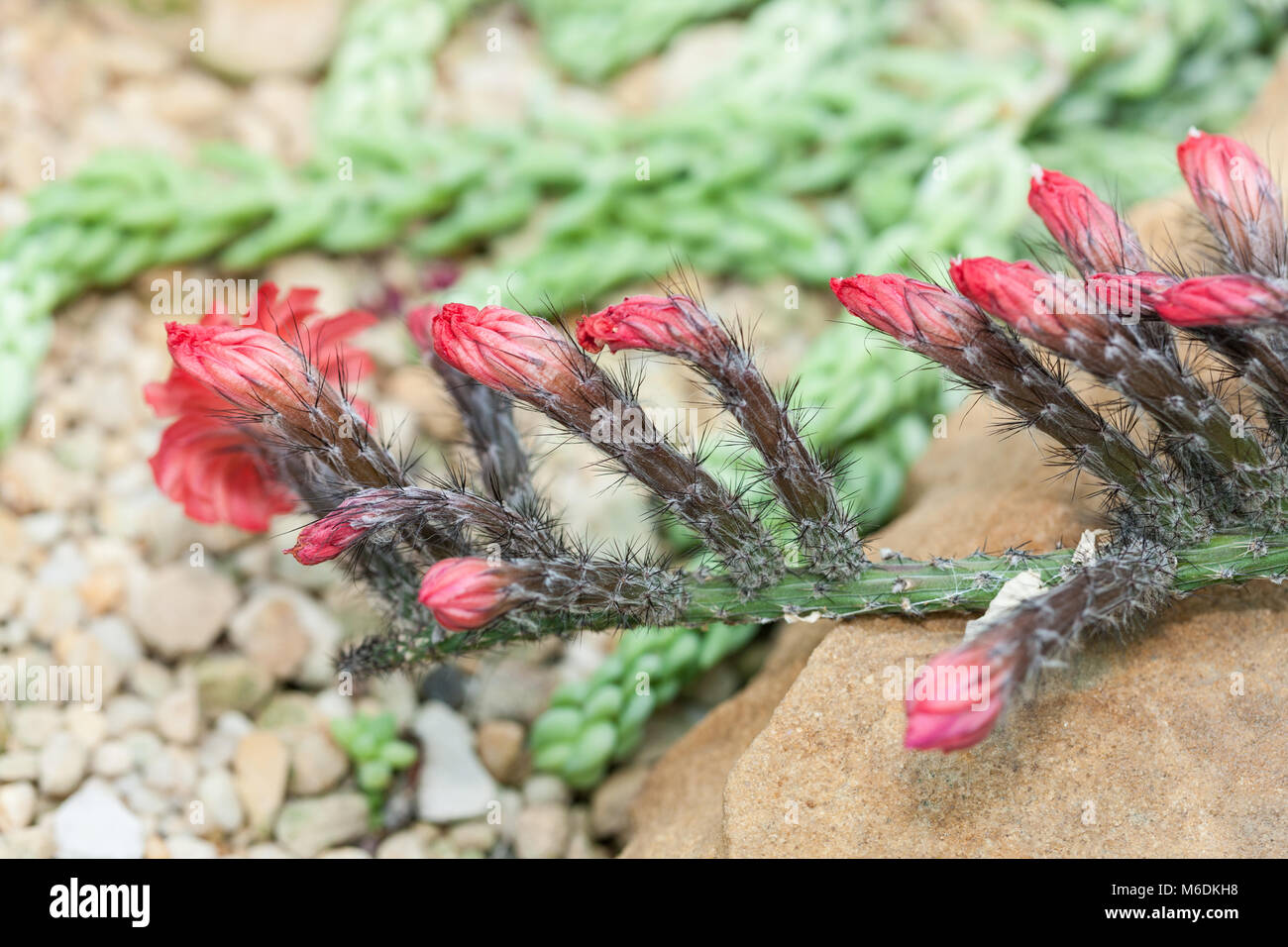 Viborita, Röd stavkaktus (Peniocereus viperinus Stock Photo - Alamy
