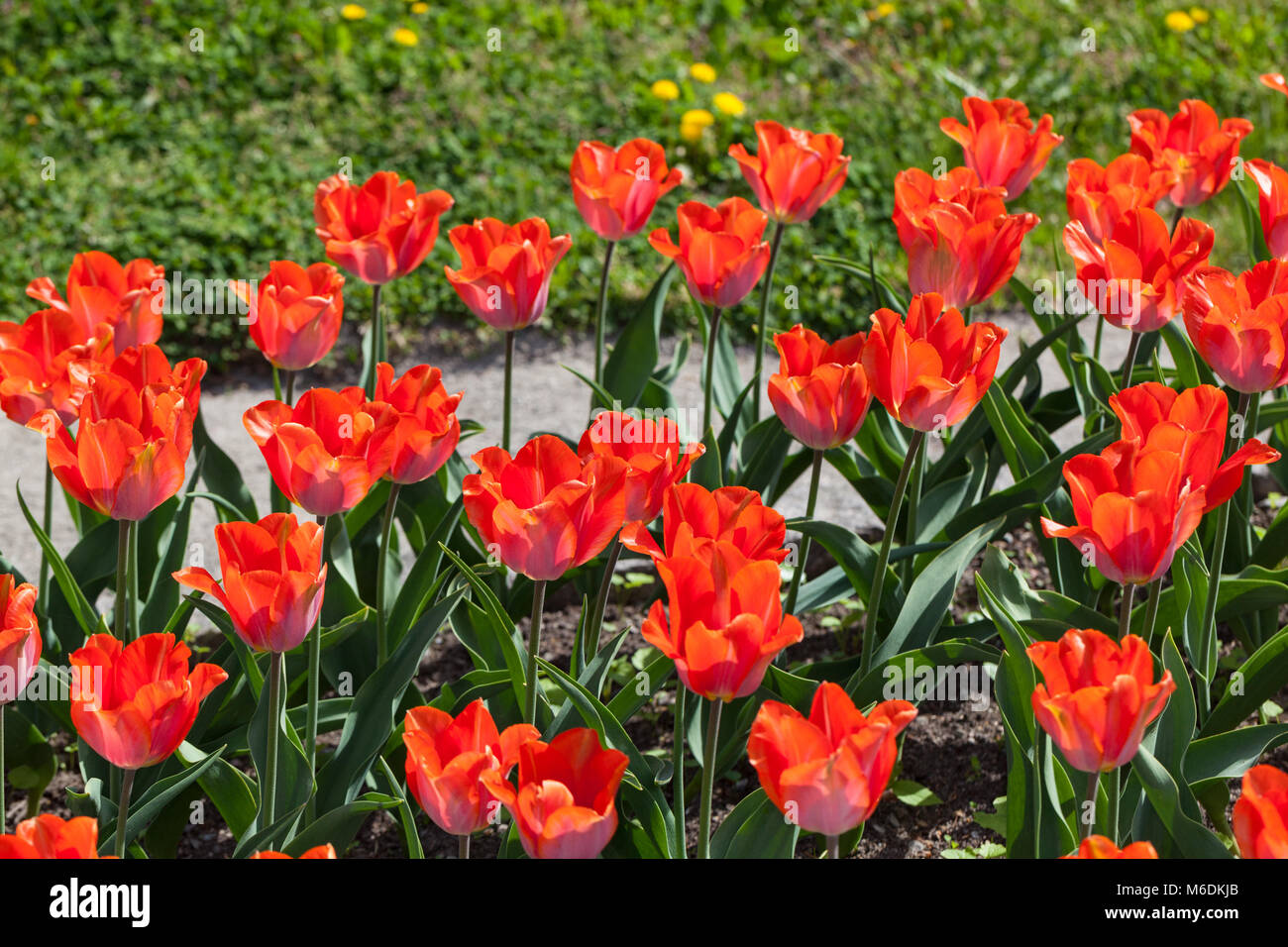 'Amazone' Triumph Tulip, Triumftulpan (Tulipa gesneriana) Stock Photo