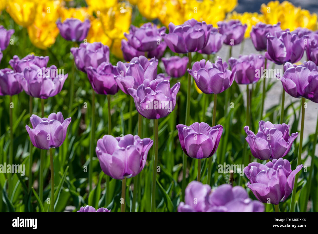 'Bleu Aimable' Single Late Tulip, Sen enkelblommande tulpan (Tulipa