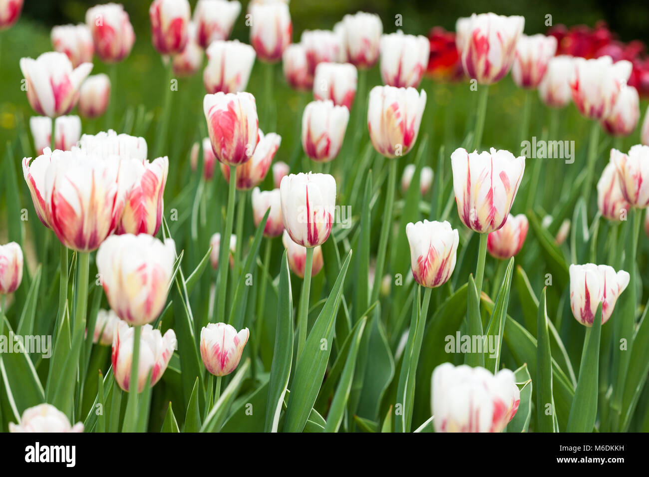'Carnaval de Rio' Triumph Tulip, Triumftulpan (Tulipa gesneriana) Stock Photo