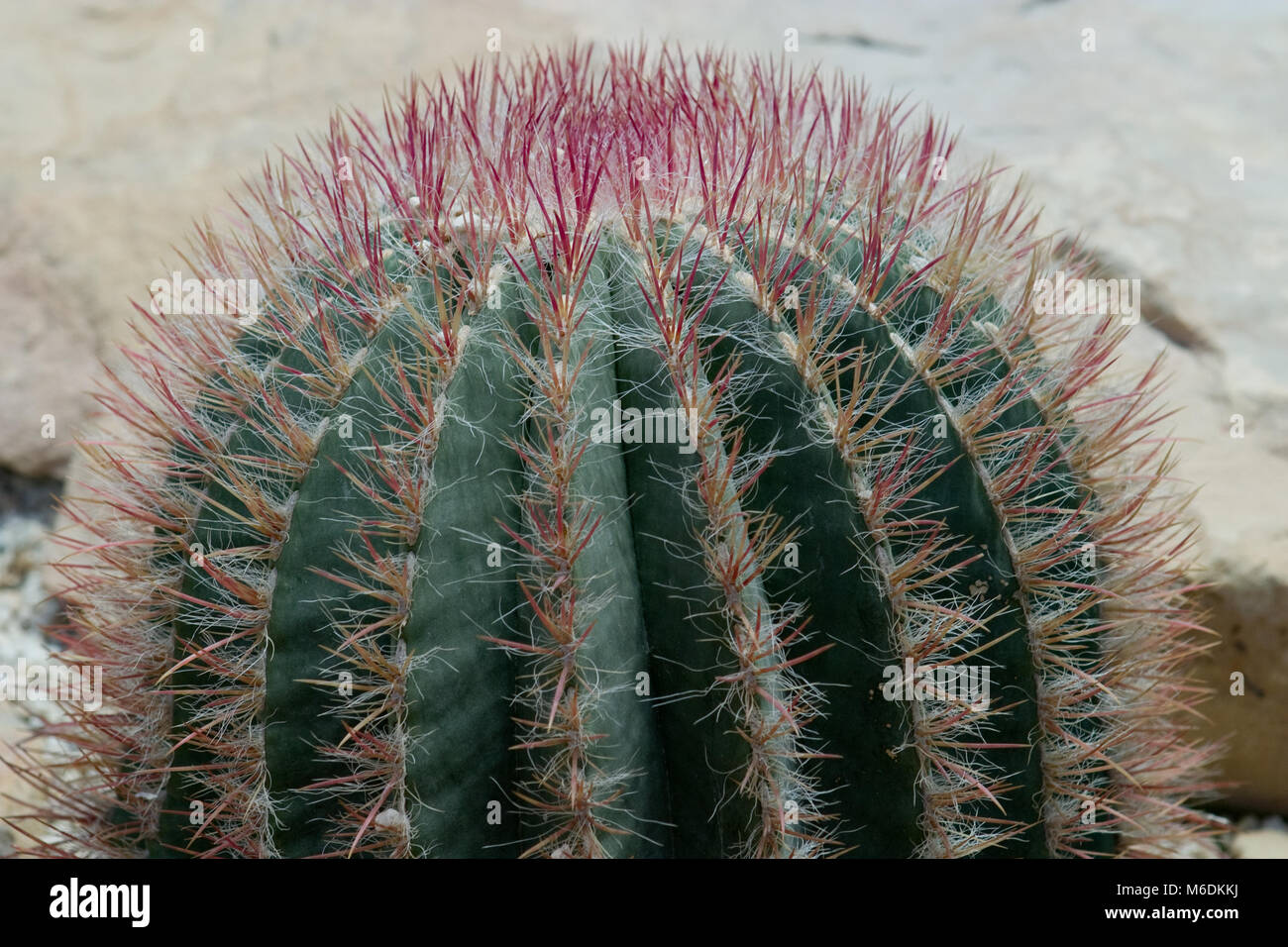 Compass Barrel Cactus, Jättedjävulstunga (Ferocactus cylindraceus) Stock Photo